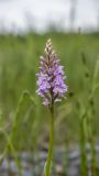 Dactylorhiza fuchsii