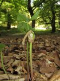 Arum amoenum. Плодоносящее растение. Дагестан, Табасаранский р-н, 1 км к северо-востоку от с. Татиль, буковый лес. 3 июня 2019 г.