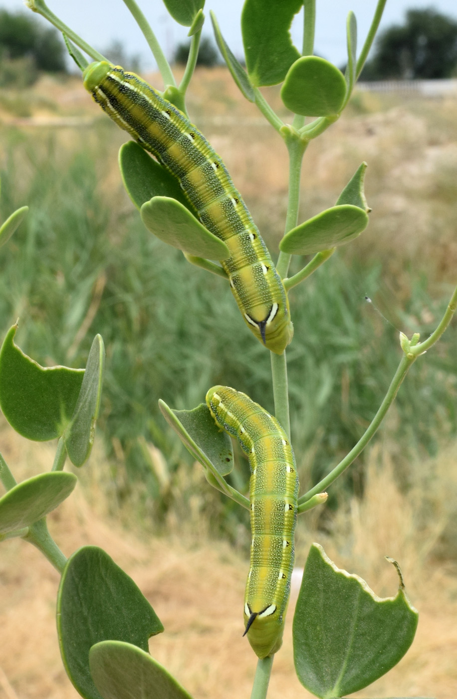 Image of Zygophyllum oxianum specimen.