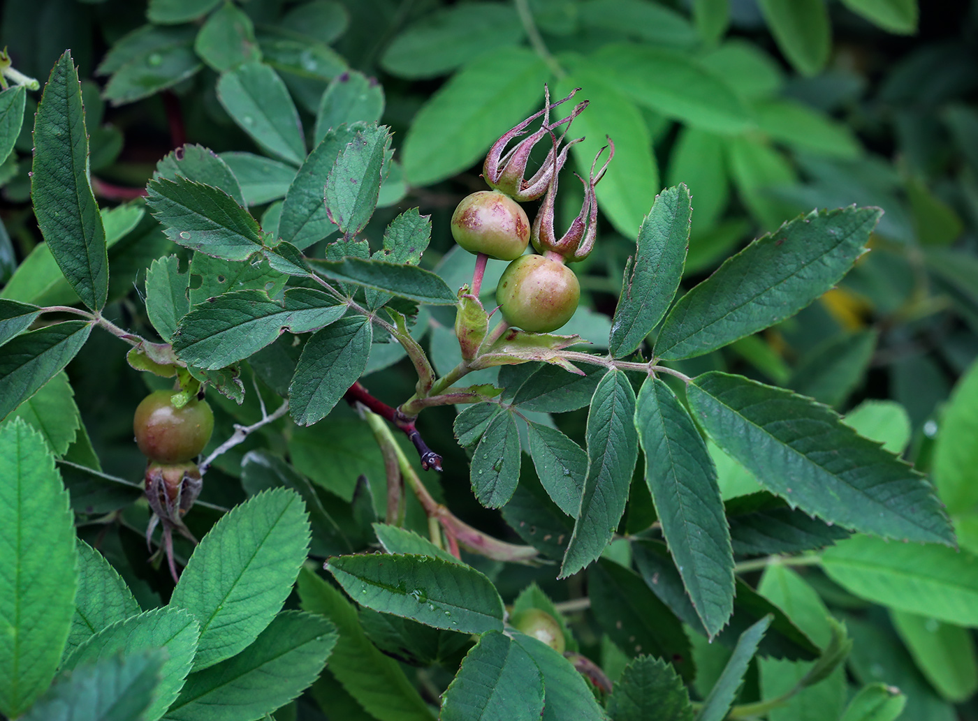 Image of genus Rosa specimen.