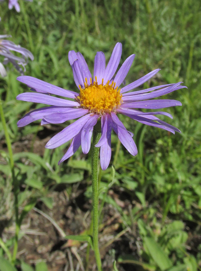 Изображение особи Aster alpinus.