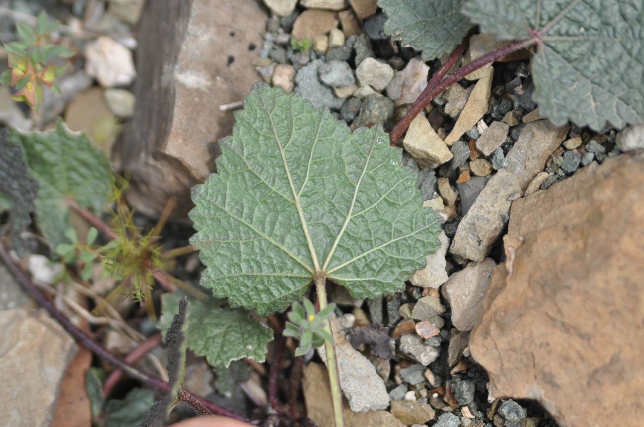 Image of class Magnoliopsida specimen.