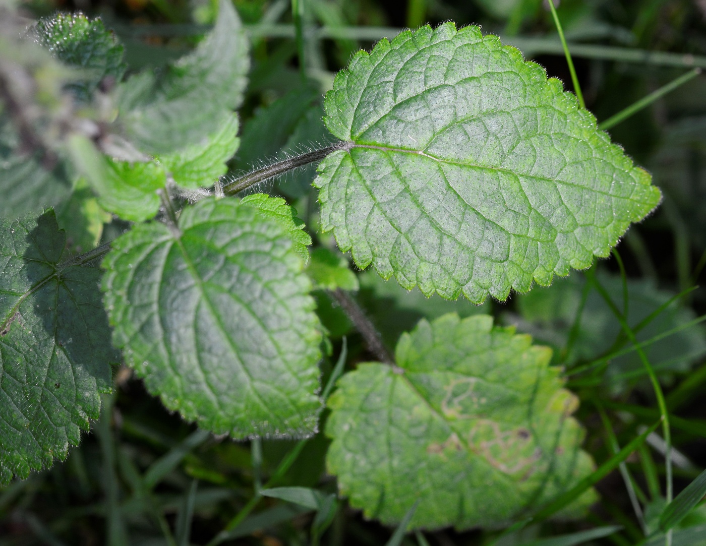 Изображение особи Stachys sylvatica.