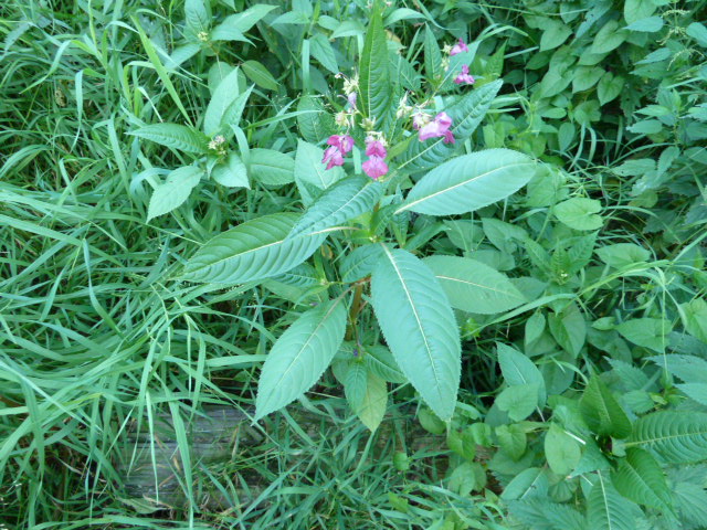 Image of Impatiens glandulifera specimen.