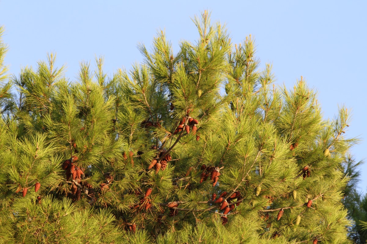 Image of Pinus halepensis specimen.