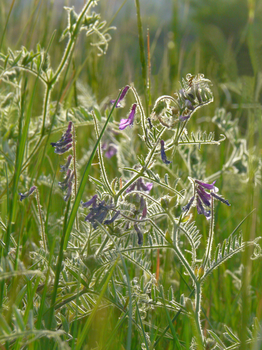 Image of Vicia villosa specimen.