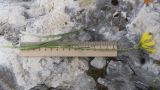 Tragopogon filifolius