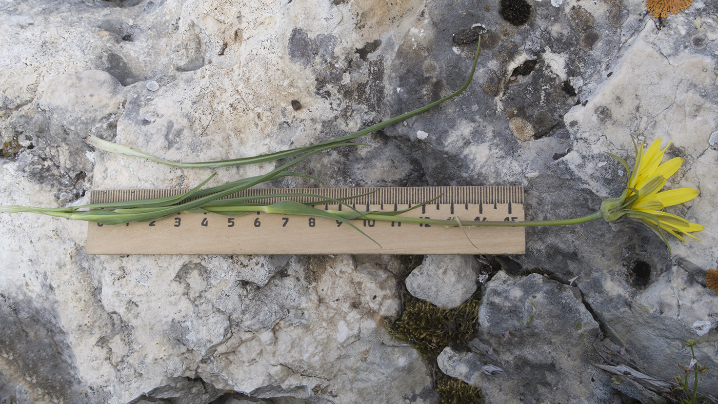 Image of Tragopogon filifolius specimen.