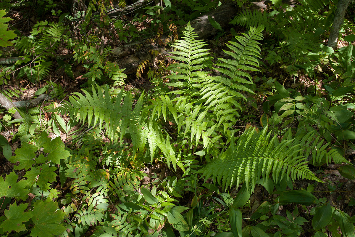 Image of Dryopteris filix-mas specimen.