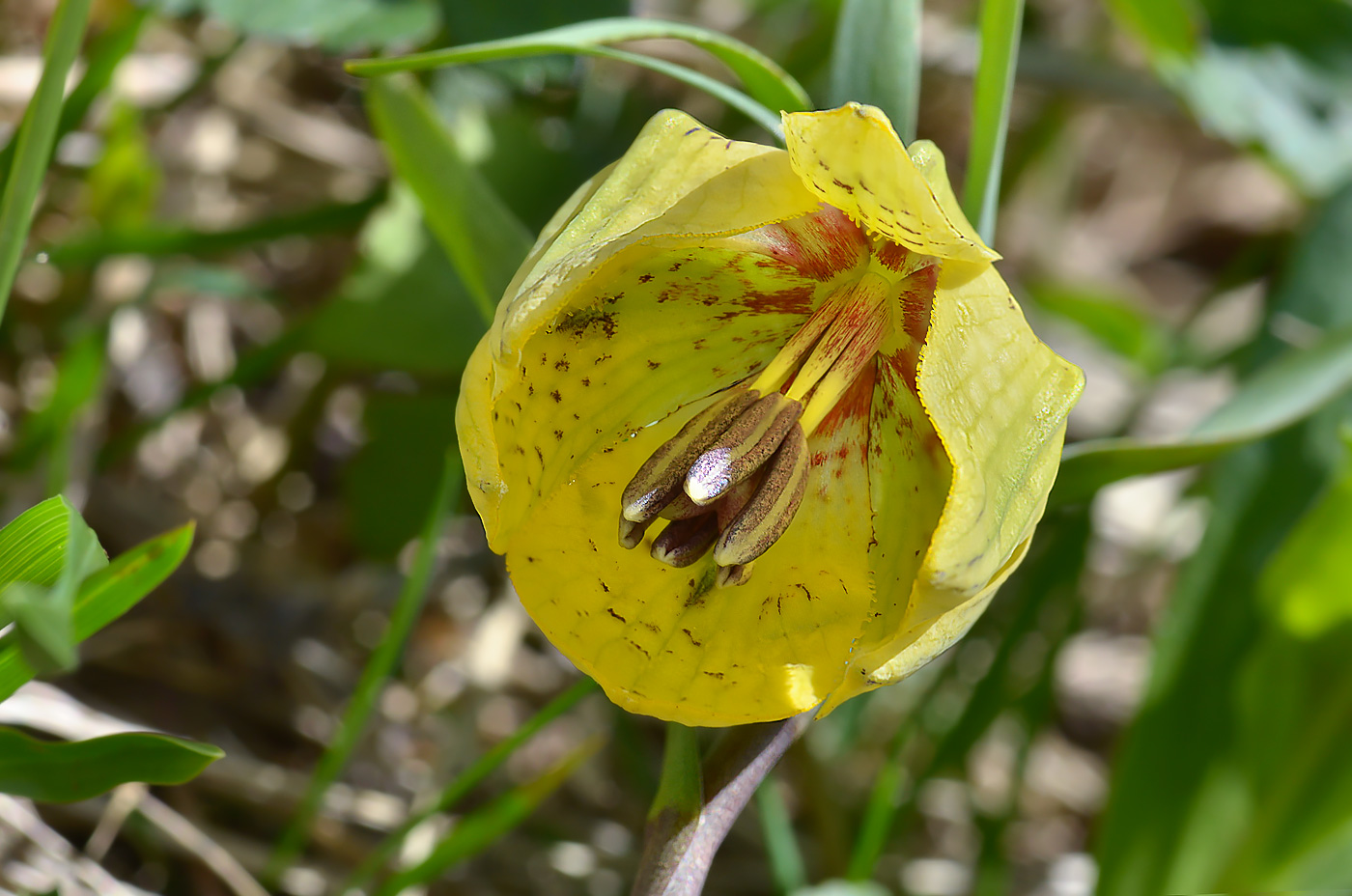 Image of Fritillaria ophioglossifolia specimen.