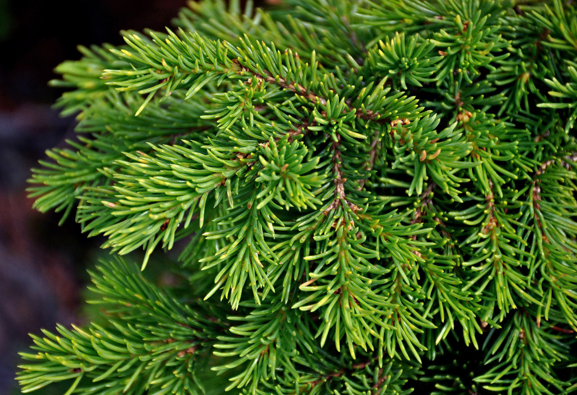 Изображение особи Picea obovata.