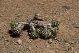 Anabasis tianschanica