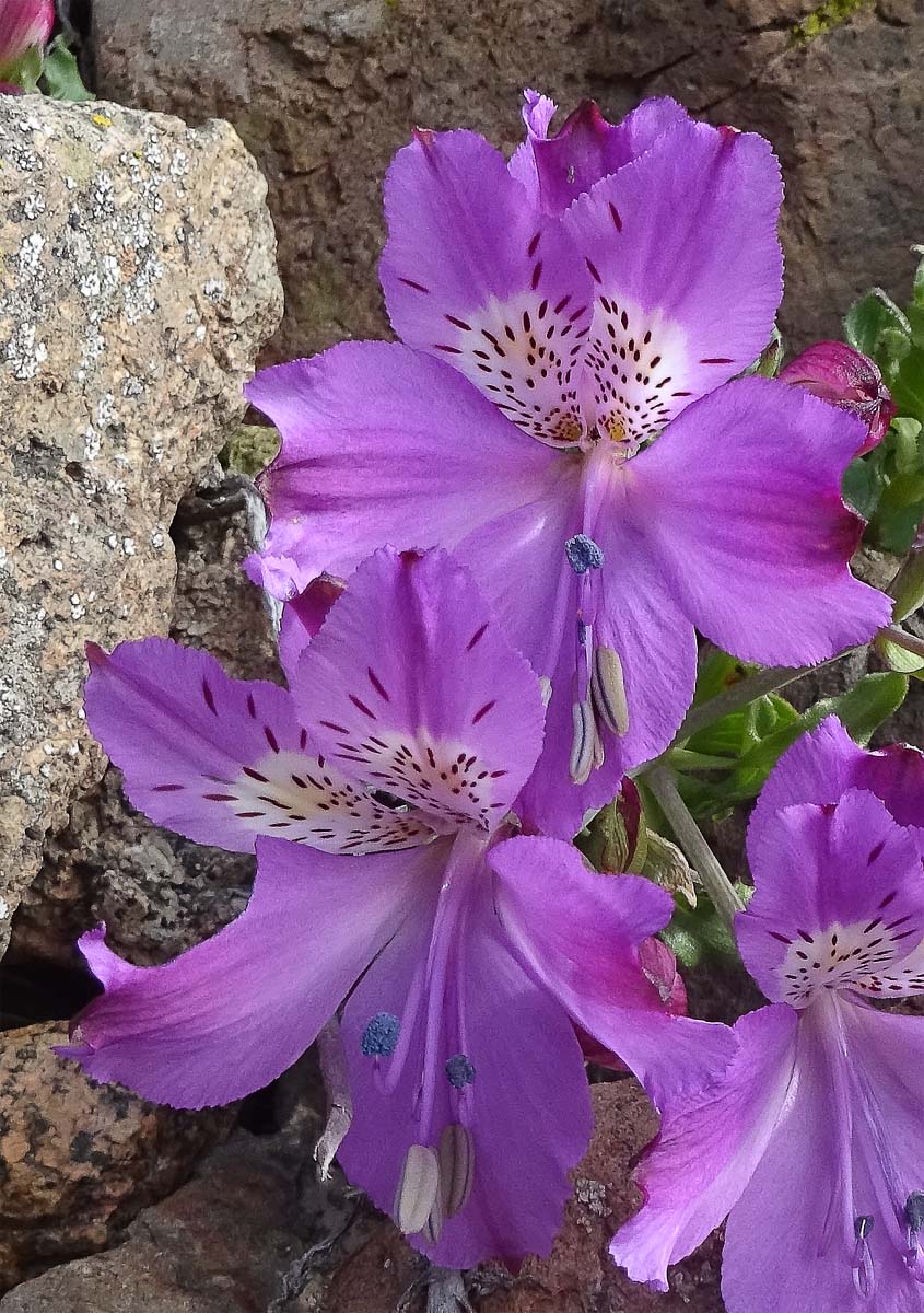 Image of Alstroemeria paupercula specimen.