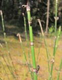 Equisetum hyemale. Верхушка побега. Архангельская обл., Вельский р-н, окр. пос. Усть-Шоноша, сосновый лес. 17.07.2010.