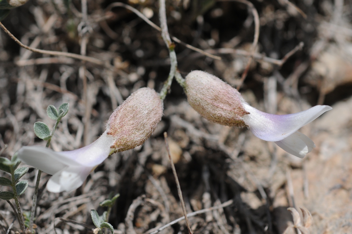 Изображение особи Astragalus abolinii.