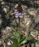 Orchis purpurea. Соцветие. Крым, Бахчисарайский р-н, пещерный г. Эски-Кермен, склон известняковой горы. 05.05.2007.