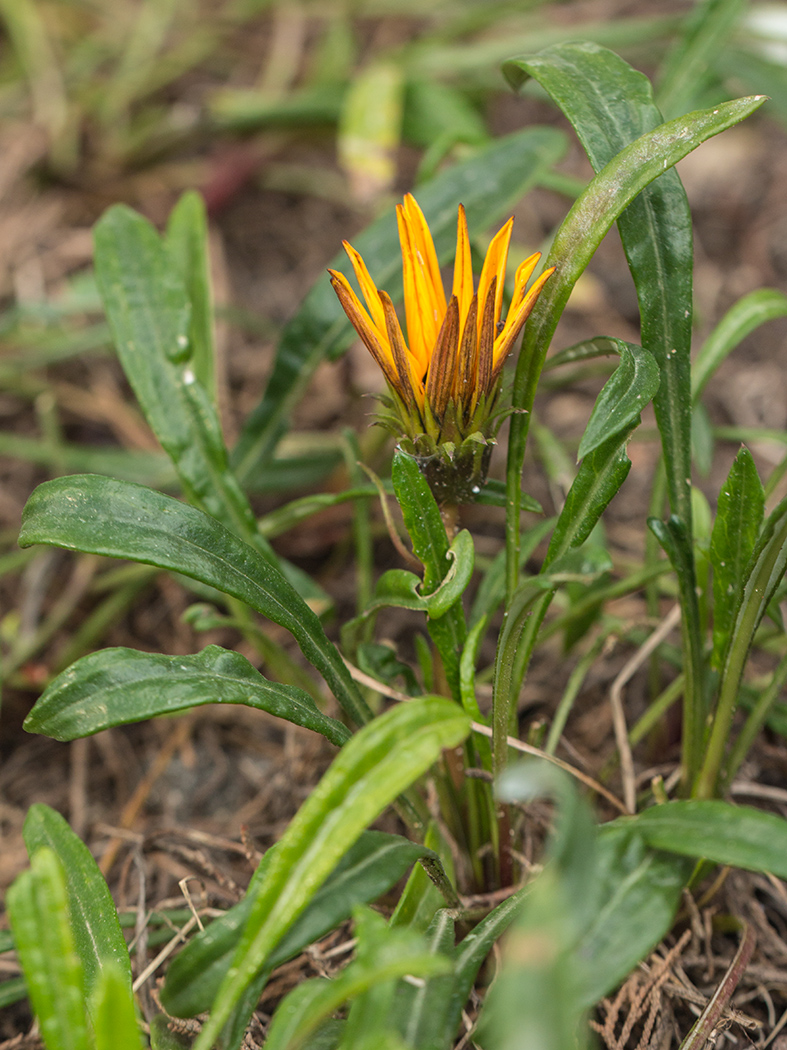 Изображение особи Gazania &times; hybrida.