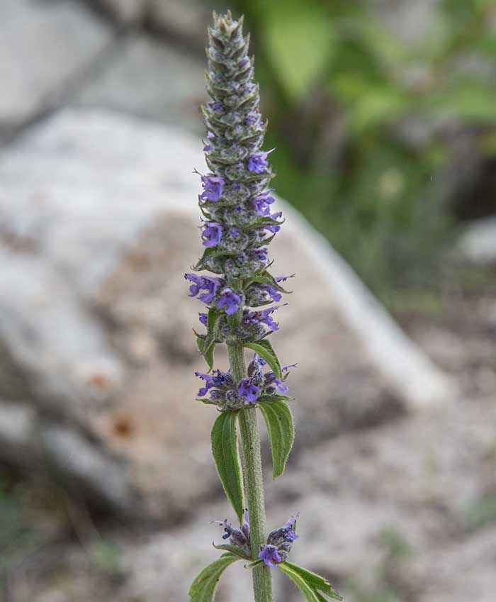 Image of Schizonepeta multifida specimen.