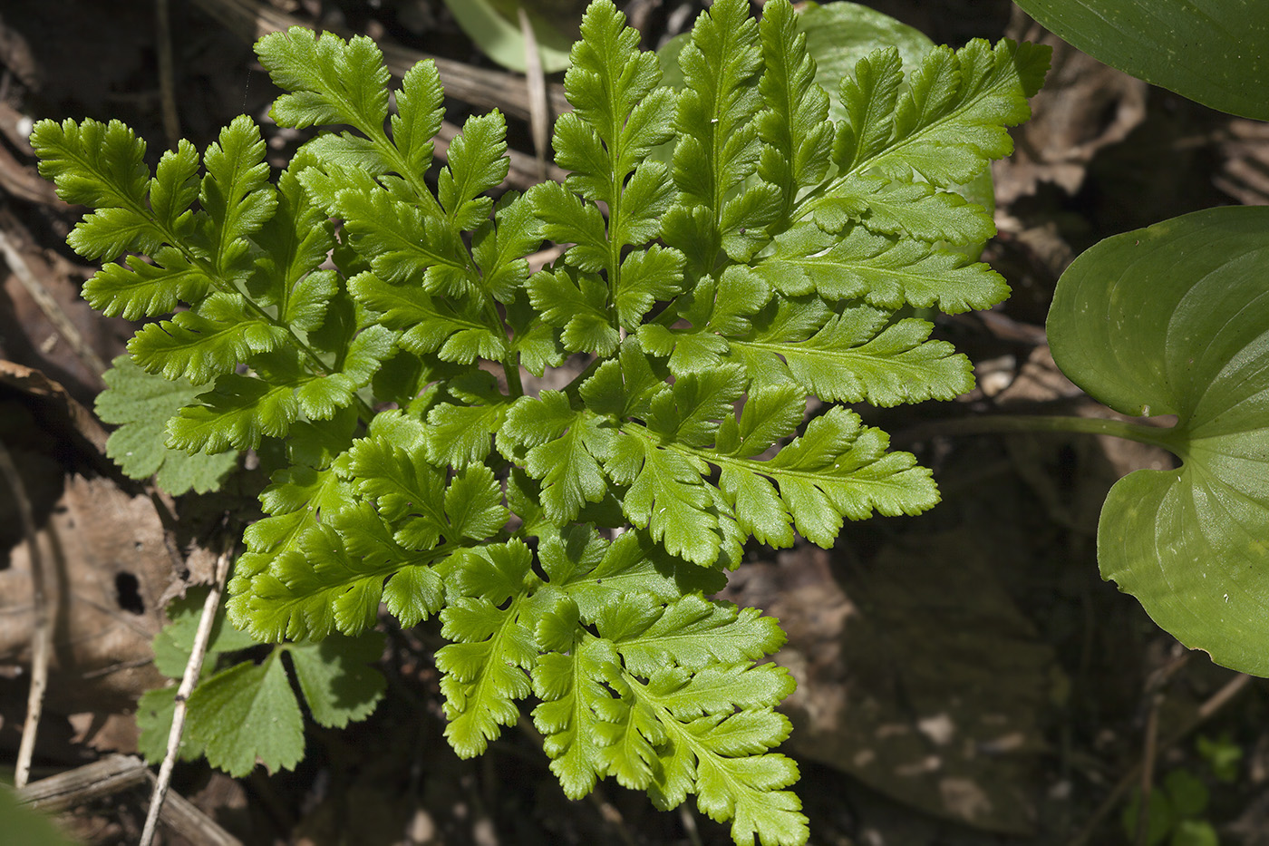 Изображение особи Botrychium robustum.