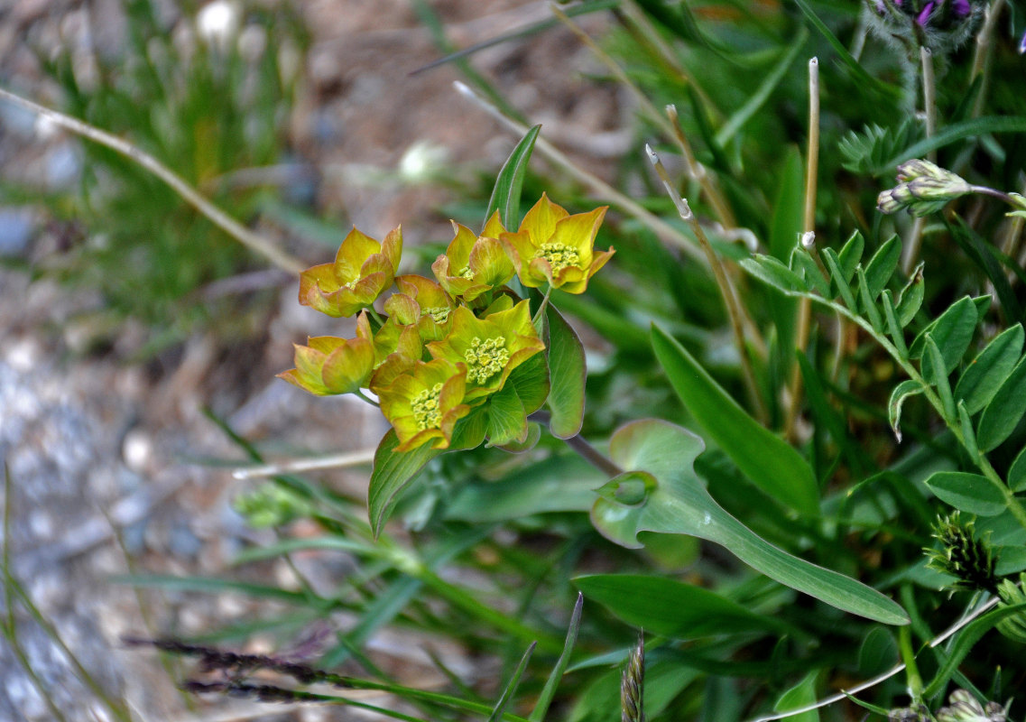 Image of Bupleurum multinerve specimen.
