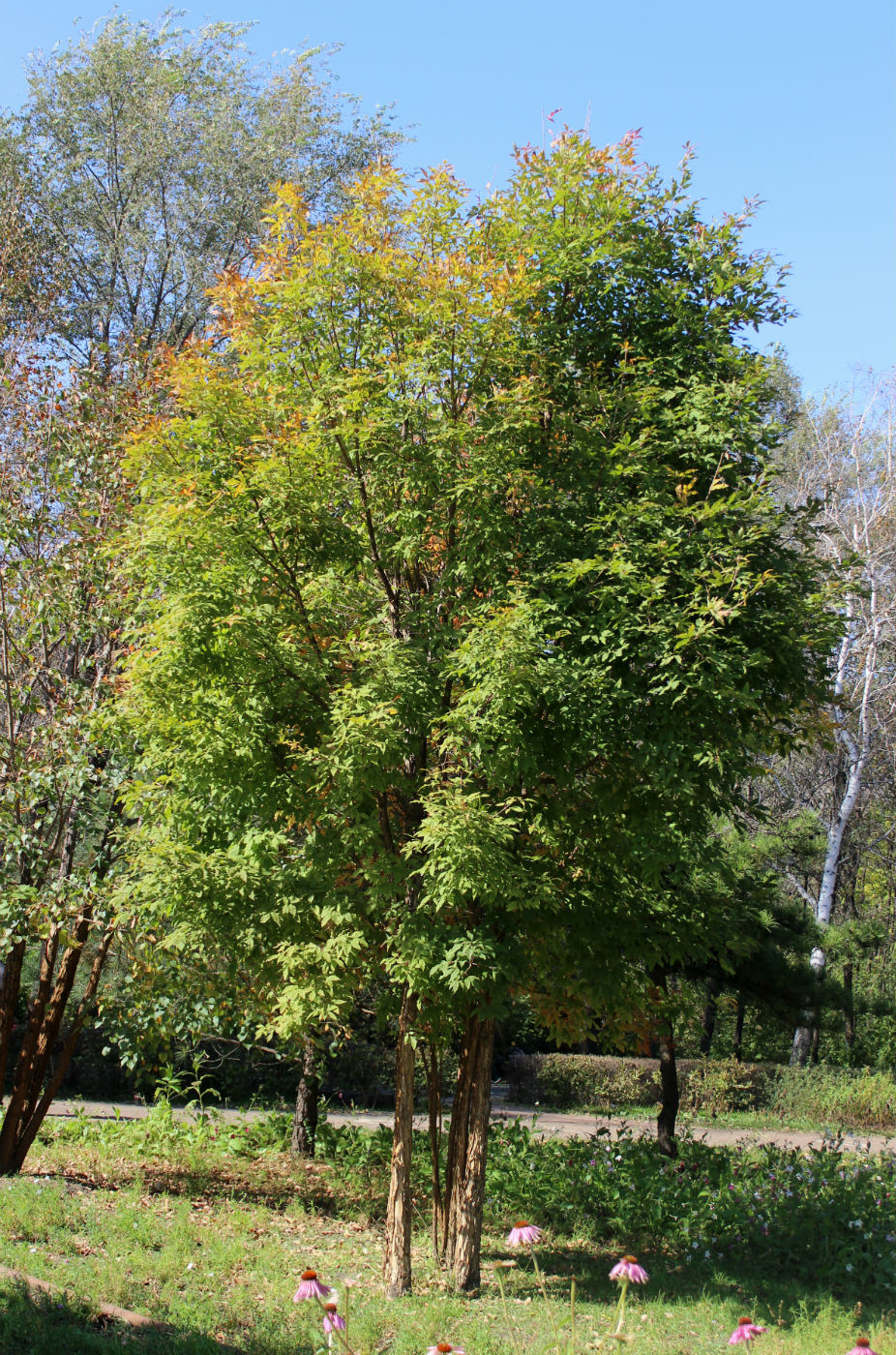 Image of Acer triflorum specimen.