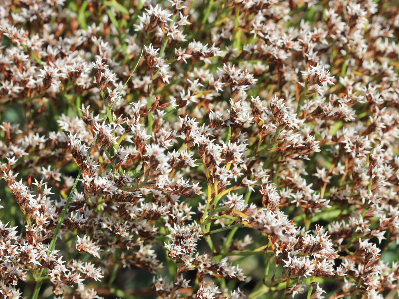 Изображение особи Goniolimon rubellum.