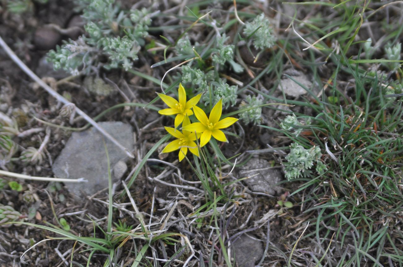 Image of genus Gagea specimen.
