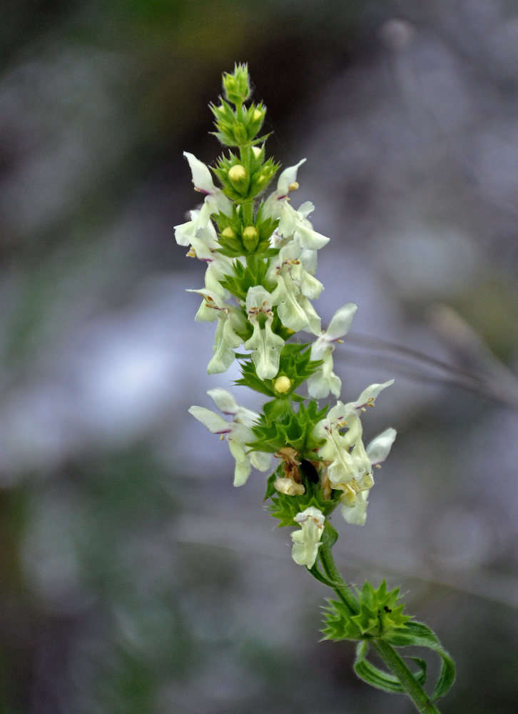 Изображение особи Stachys recta.