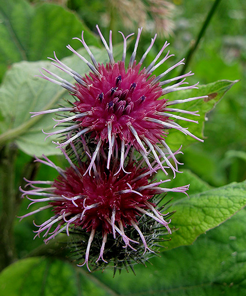 Image of Arctium tomentosum specimen.