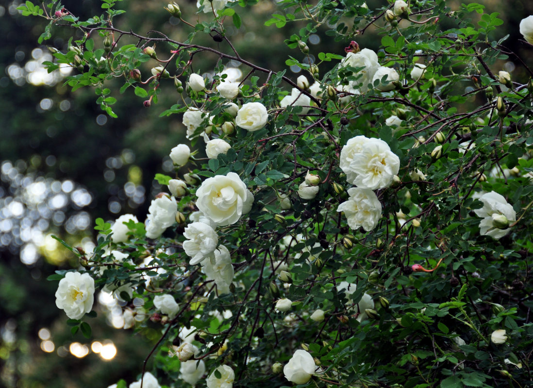 Изображение особи Rosa spinosissima.