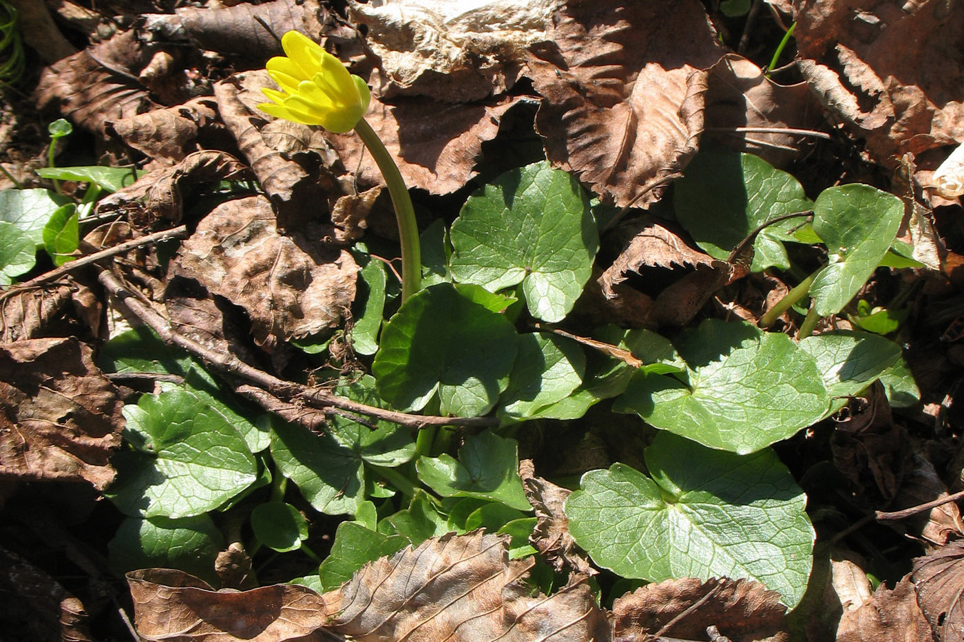 Image of Ficaria stepporum specimen.