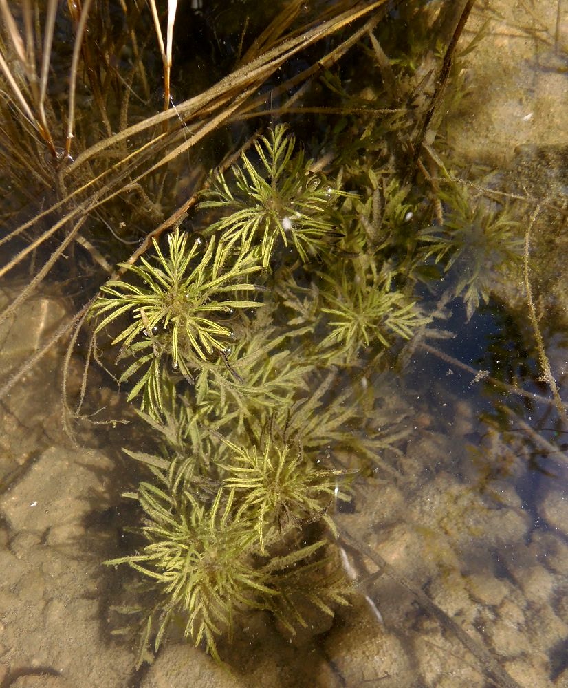 Изображение особи Ambrosia artemisiifolia.