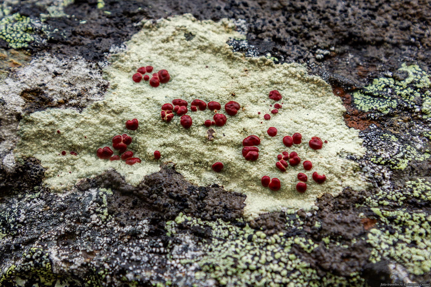 Изображение особи Ophioparma ventosa.