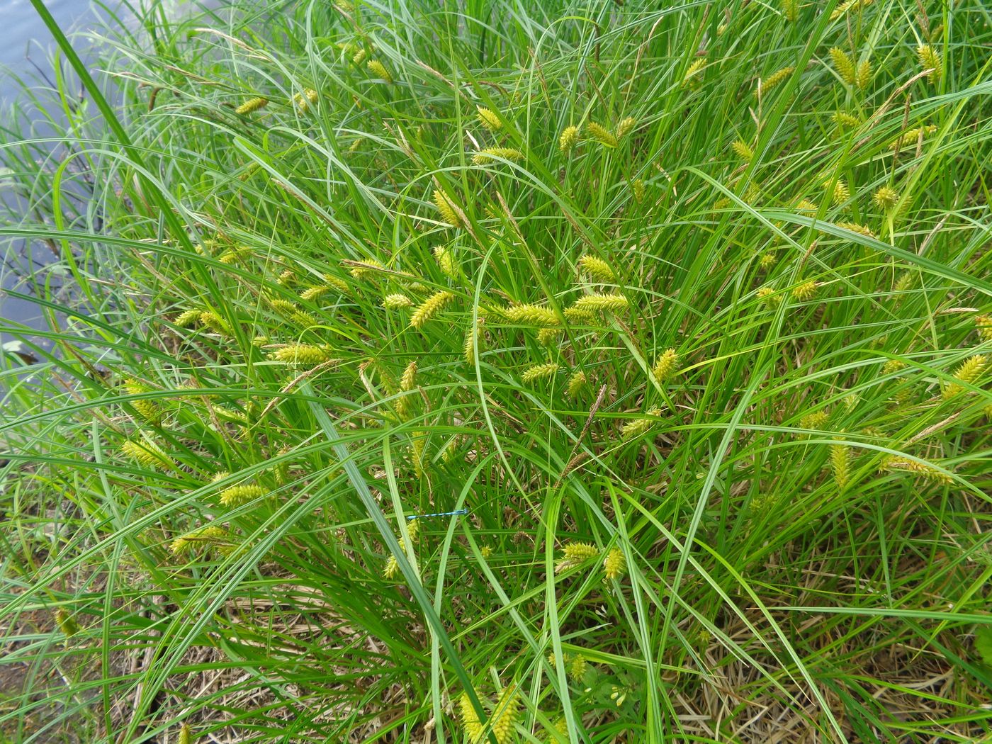 Image of Carex vesicaria specimen.