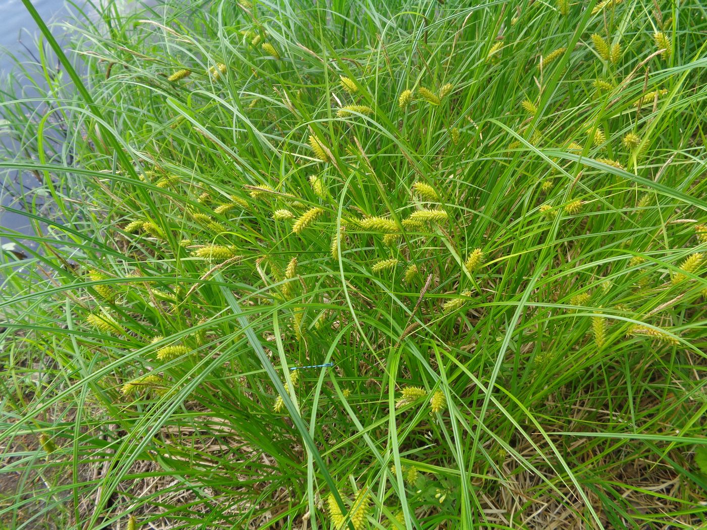 Изображение особи Carex vesicaria.