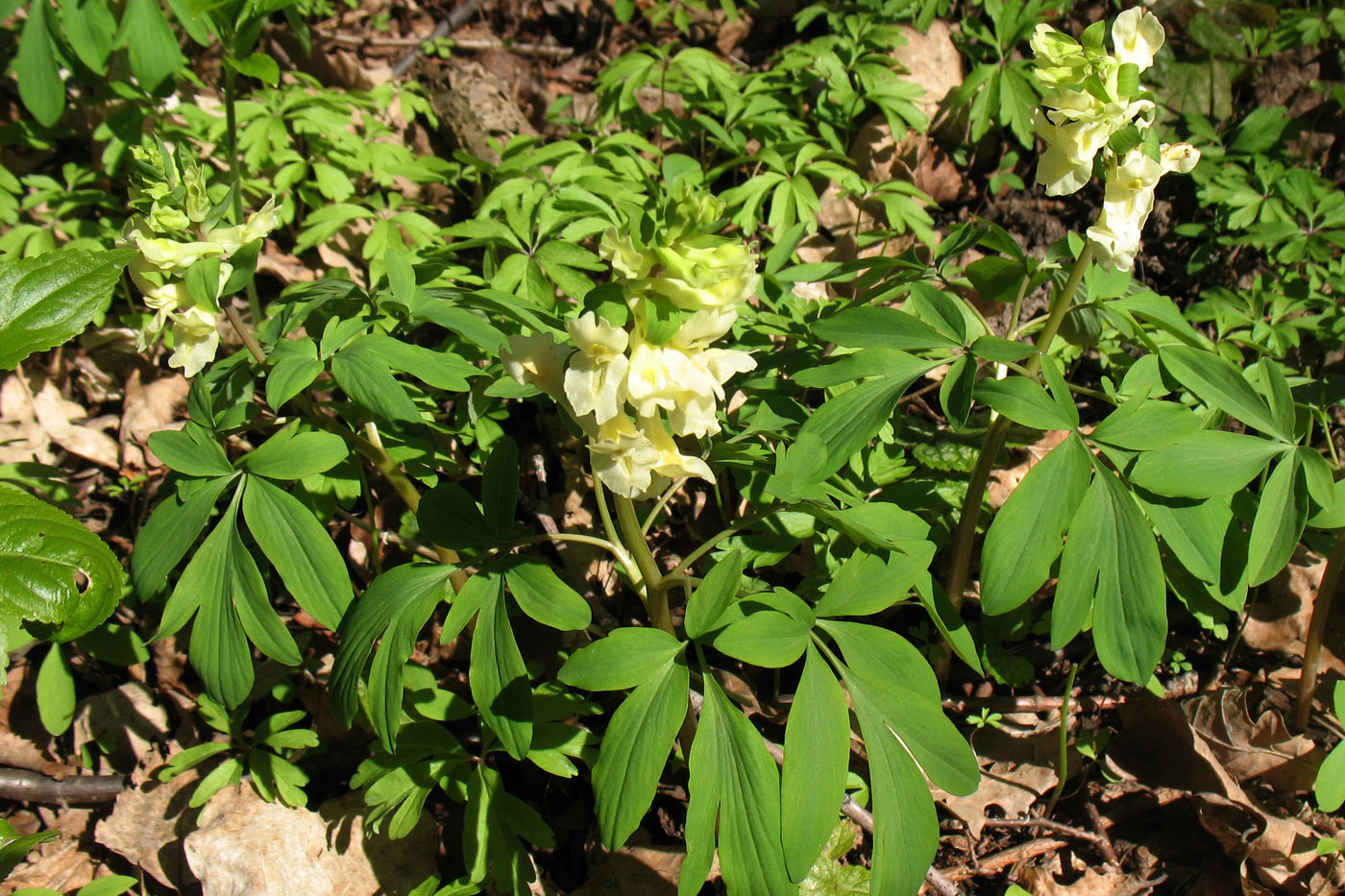 Image of Corydalis marschalliana specimen.