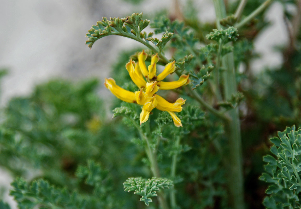 Image of Corydalis stricta specimen.