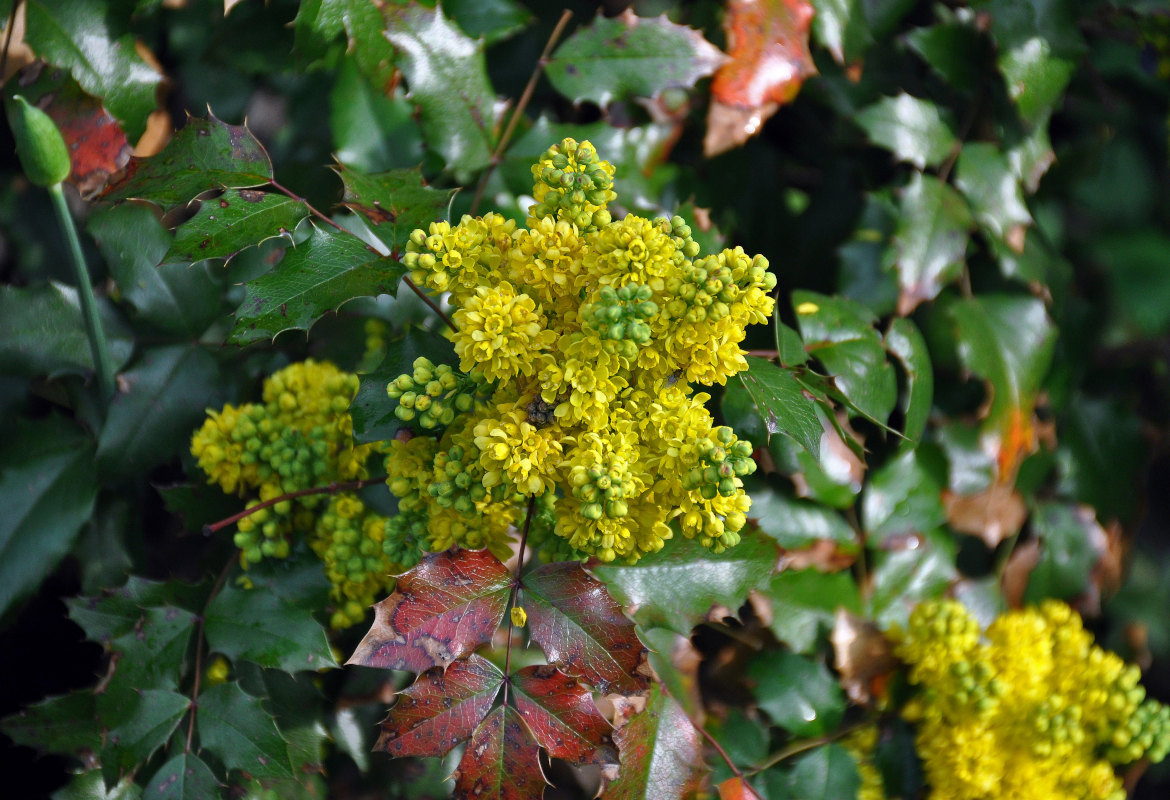 Image of Mahonia aquifolium specimen.