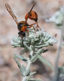 Teucrium capitatum. Верхушка побега с соцветием и кормящейся самкой осы Eumenes tripunctatus. Крым, Арабатская стрелка, сообщество псаммофитов. 28 июня 2020 г.