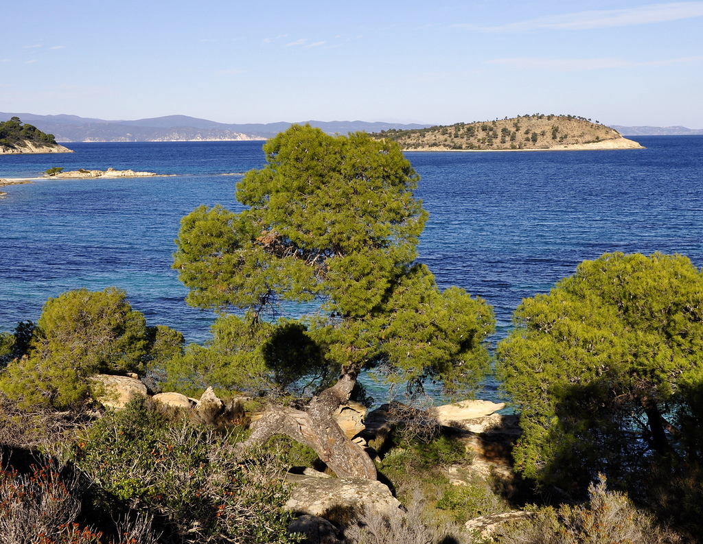 Изображение особи Pinus halepensis.