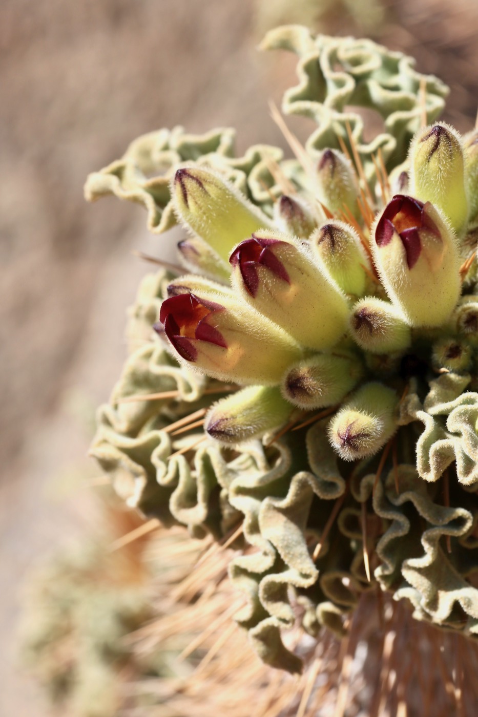 Изображение особи Pachypodium namaquanum.