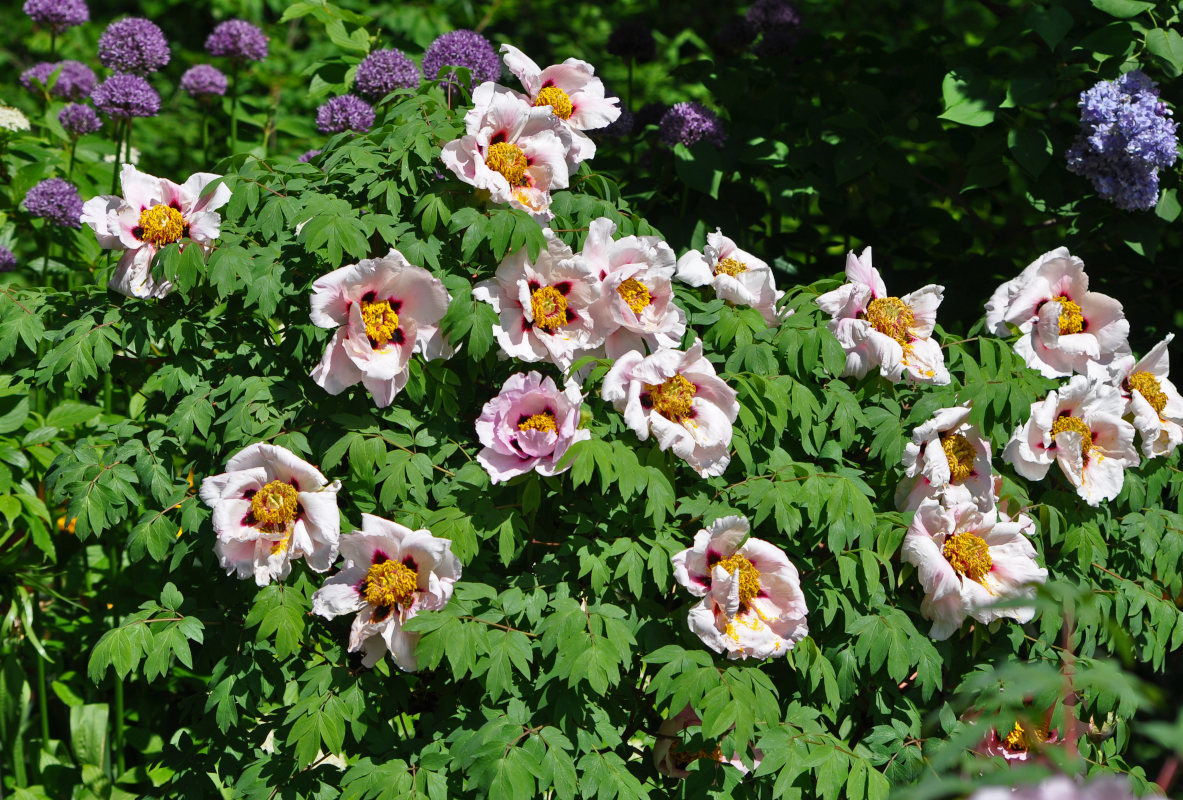 Изображение особи Paeonia suffruticosa.