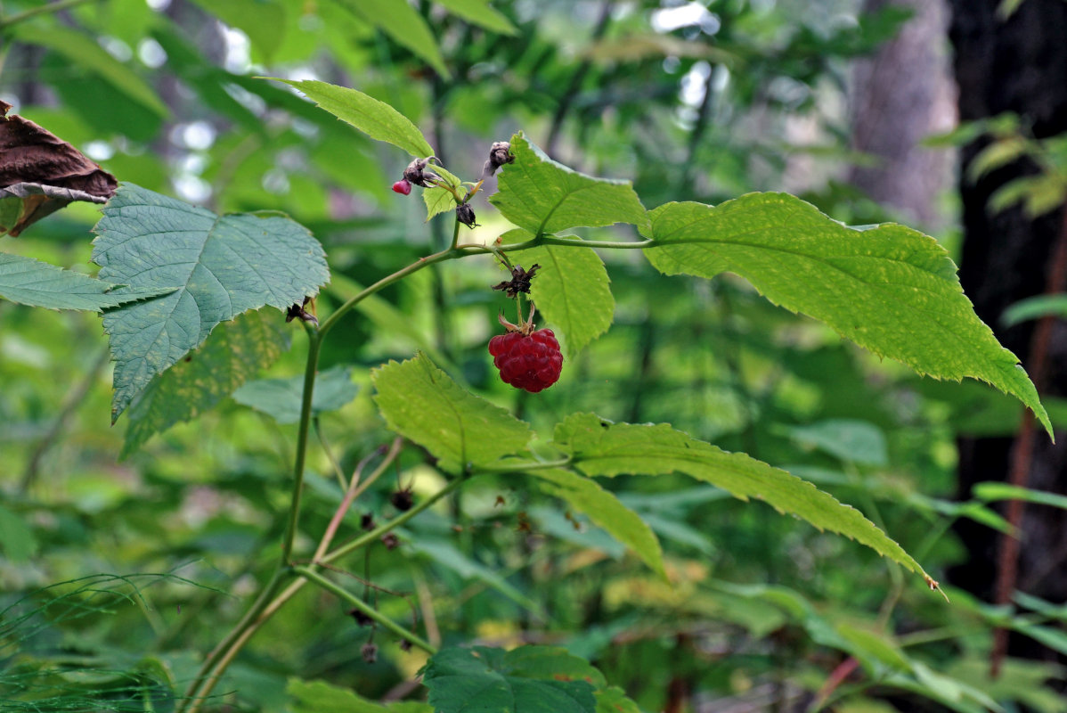 Image of Rubus idaeus specimen.