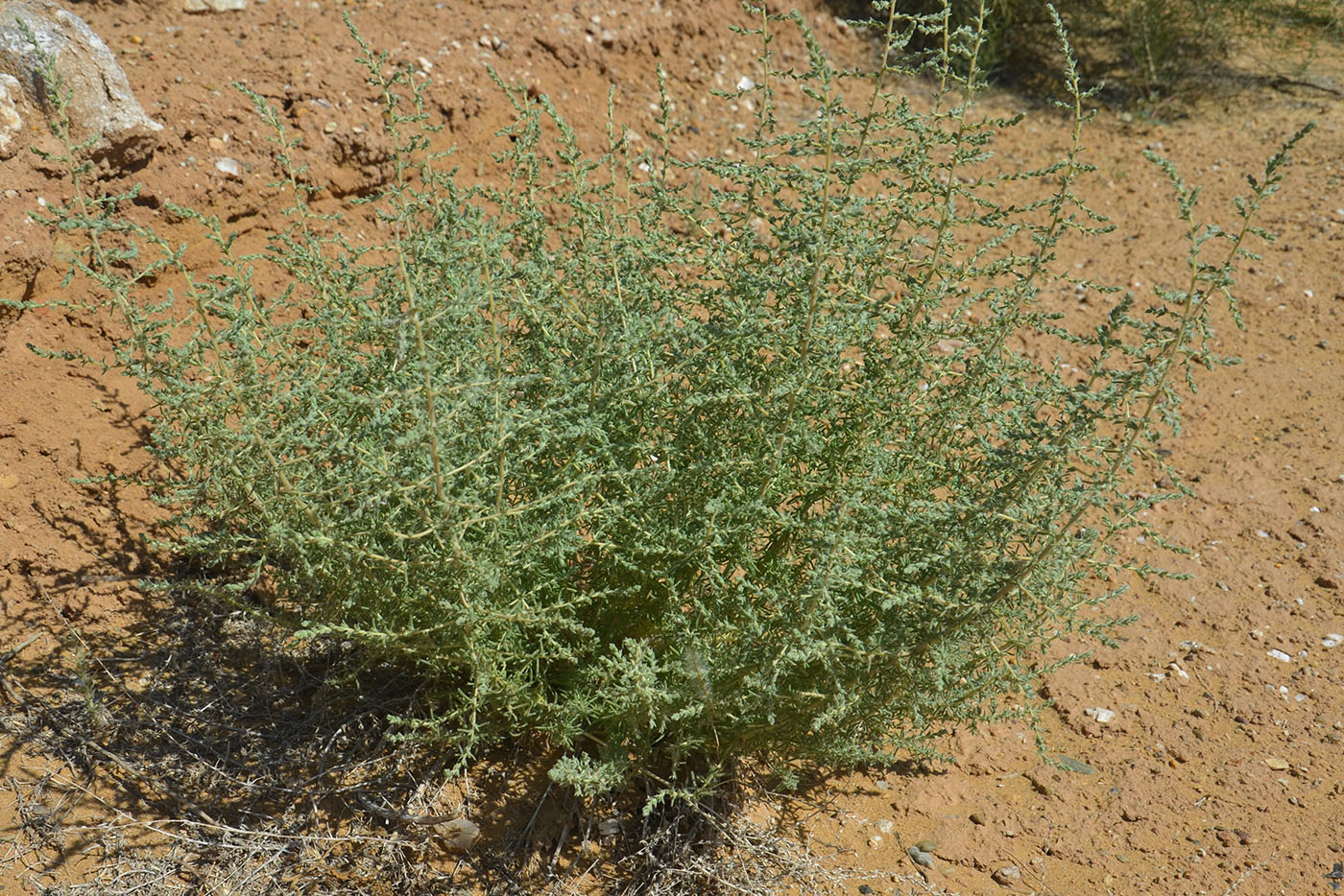 Изображение особи семейство Chenopodiaceae.