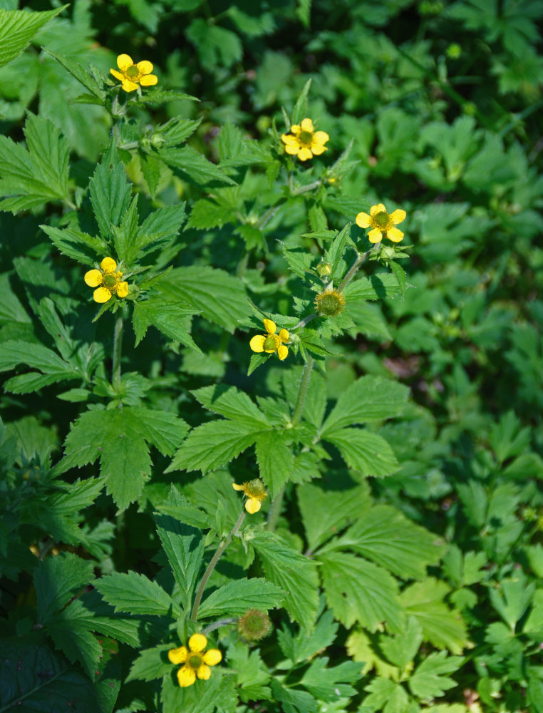 Изображение особи Geum aleppicum.