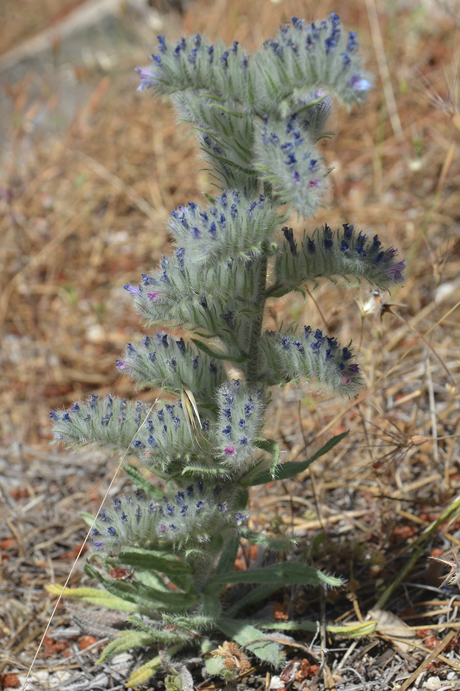 Изображение особи Echium albicans.