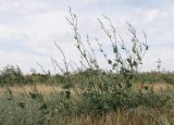 Atriplex micrantha