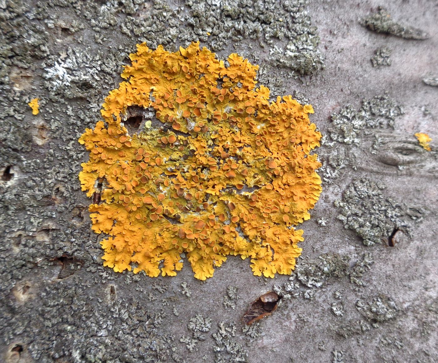 Изображение особи Xanthoria parietina.