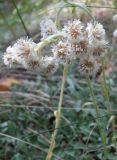 Antennaria dioica