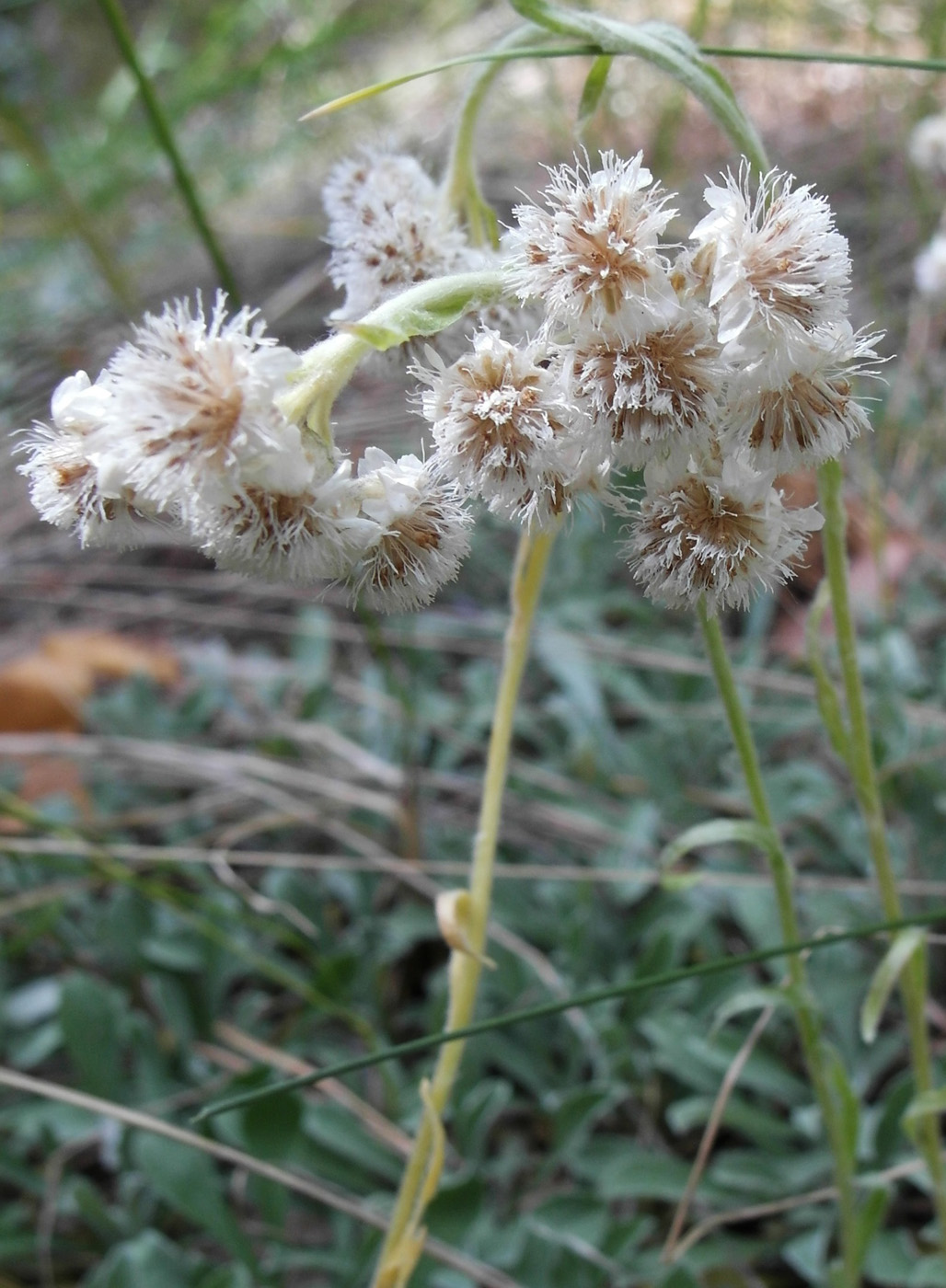 Image of Antennaria dioica specimen.